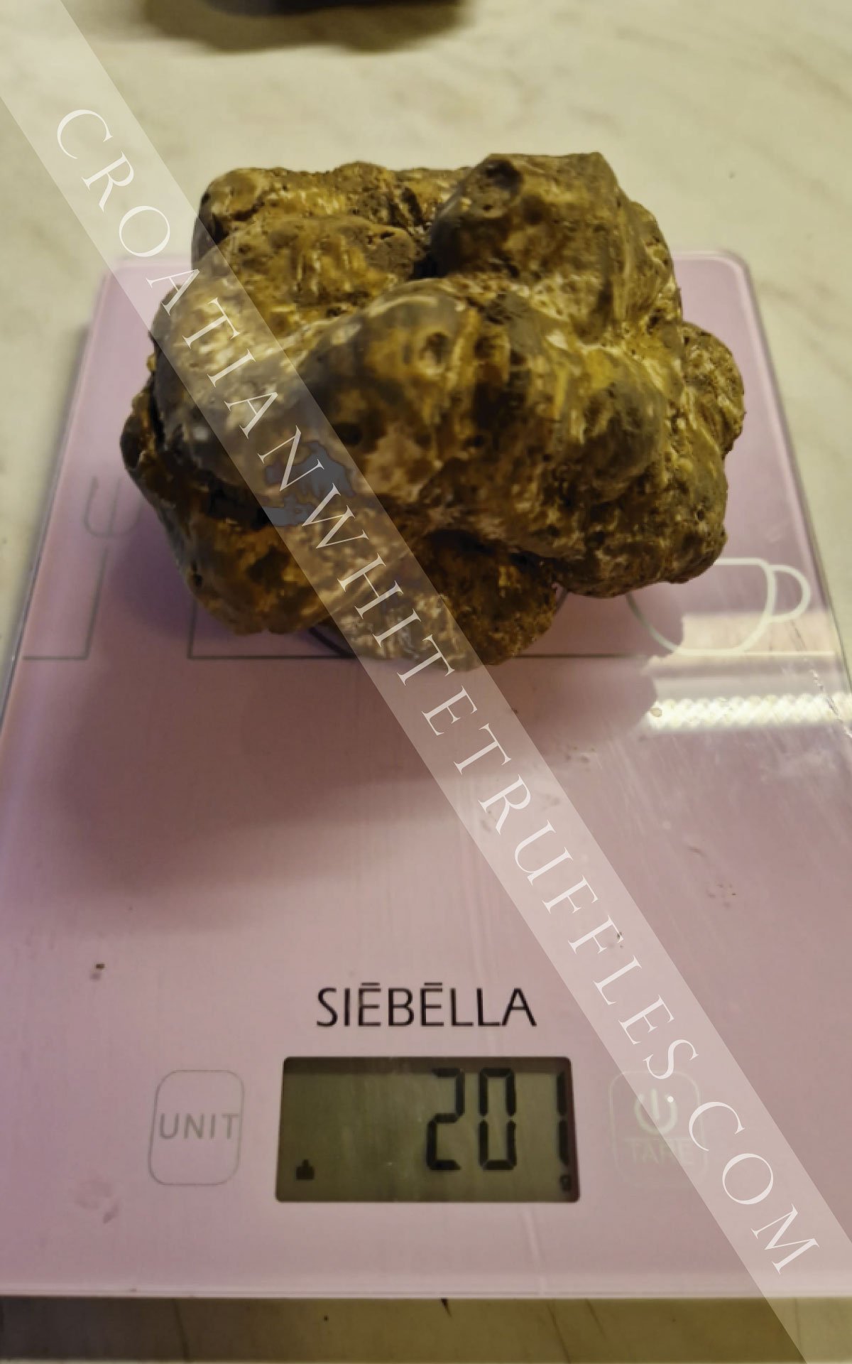 croatian-white-truffles-11