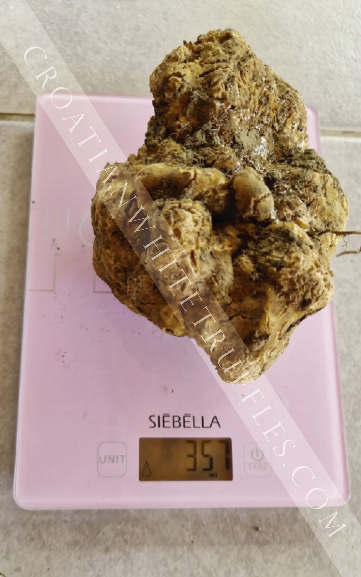 croatian-white-truffles-16