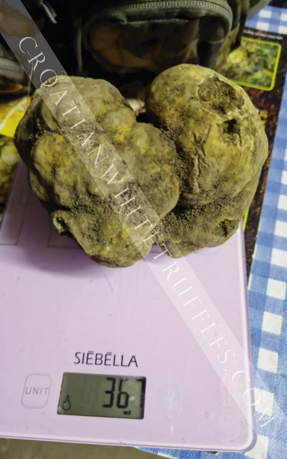 croatian-white-truffles-17